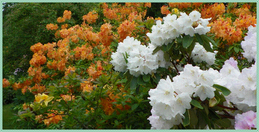 Rhododendron Nepal with azaleas