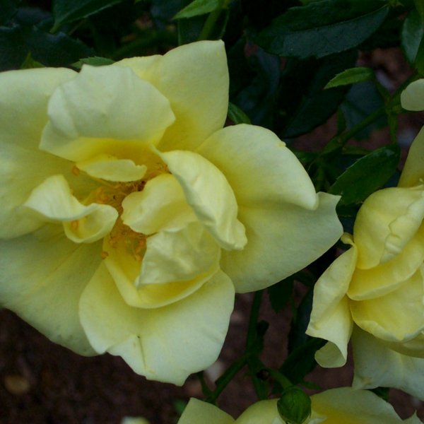 Flower Carpet rose 'Yellow'