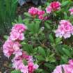 rhododendronseedlingatrofloxyak_small.jpg