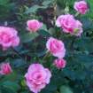 roseromance_small.jpg