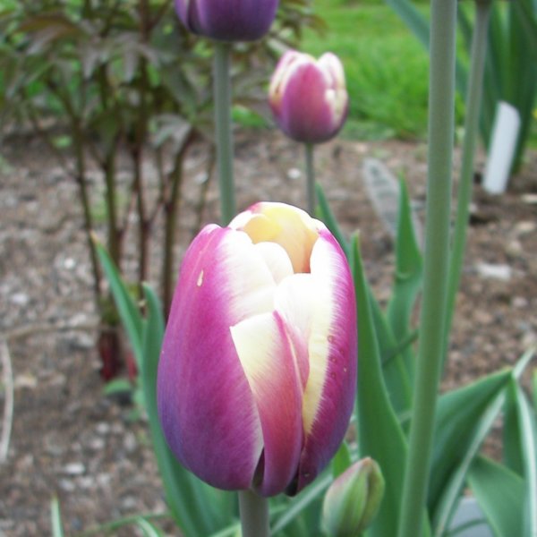 tulipatlantis.jpg
