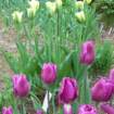 tulipsspringgreenandsupposedlynegrita_small.jpg