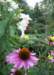 simplonwithechinacea_small.jpg