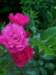 flowercarpet_pink_small.jpg
