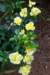 flowercarpet_yellow_plant_small.jpg