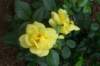 flowercarpet_yellow_small.jpg