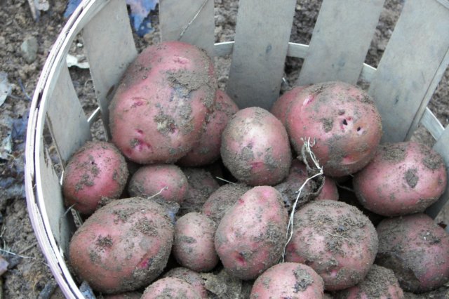 basketofpotatoes.jpg