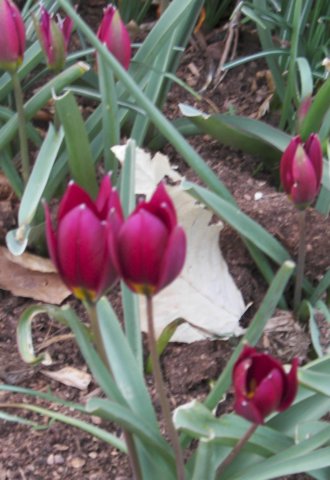 tulipapulchellaeasternstar.jpg