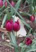 tulipapulchellaeasternstar_small.jpg