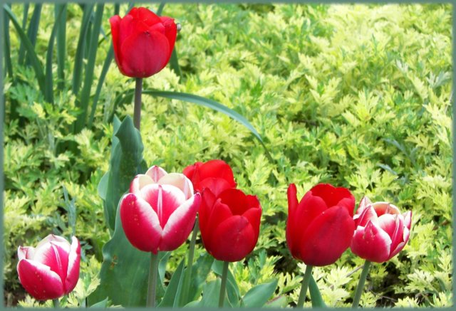 tulipswithartemesia.jpg