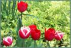 tulipswithartemesia_small.jpg