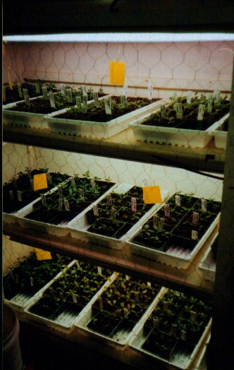 Rhodo seedlings in growing chamber