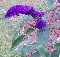 purple Buddleia from seed