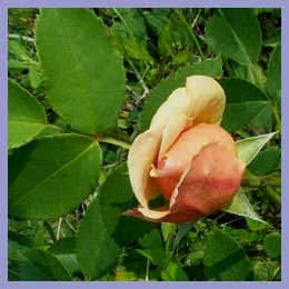 'peachy' rose bud