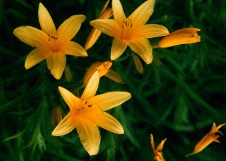 Early yellow daylily/ Right click /'view image ' will improve some images
