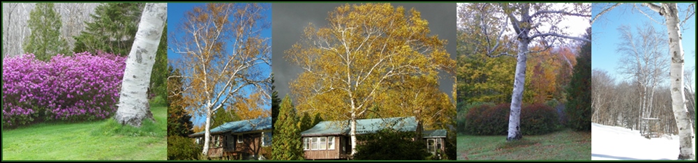 white birch