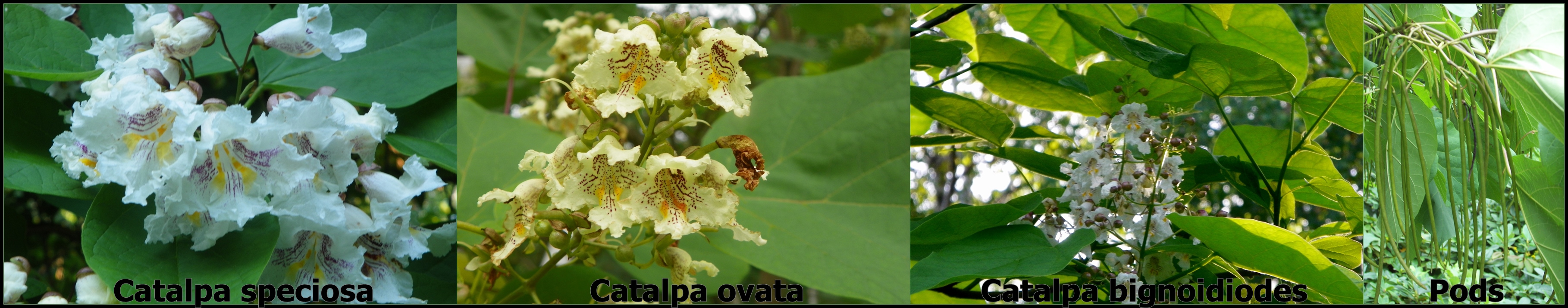 Catalpa species