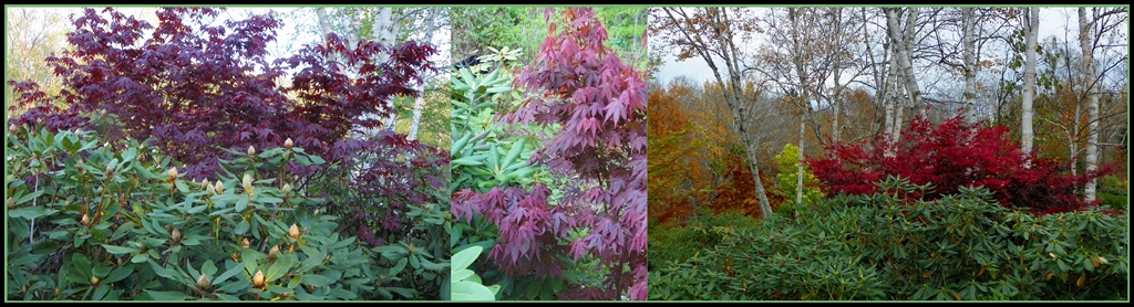 Japanese Maple